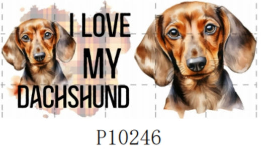 P10246 Dog dachshund