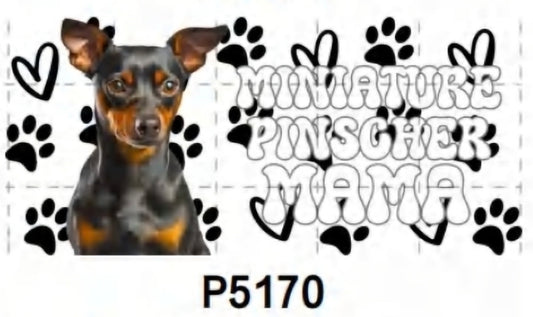P5170 Dog Mini Pinscher