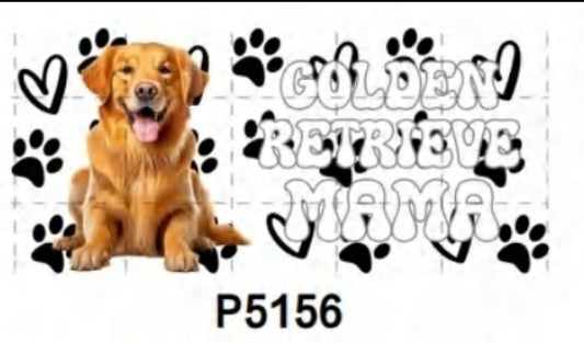 P5156 Dog golden retriever