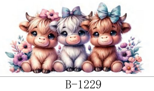 B – 1229 Highland cows